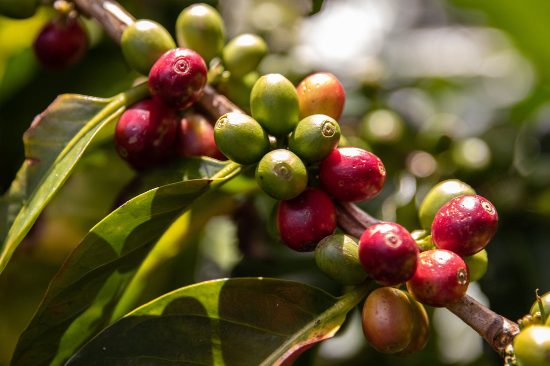 Single Origin und Single Farm Kaffee - was bedeutet das?