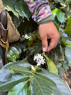 co.hilo Kaffee – Single Farm Kolumbianischer Kaffee