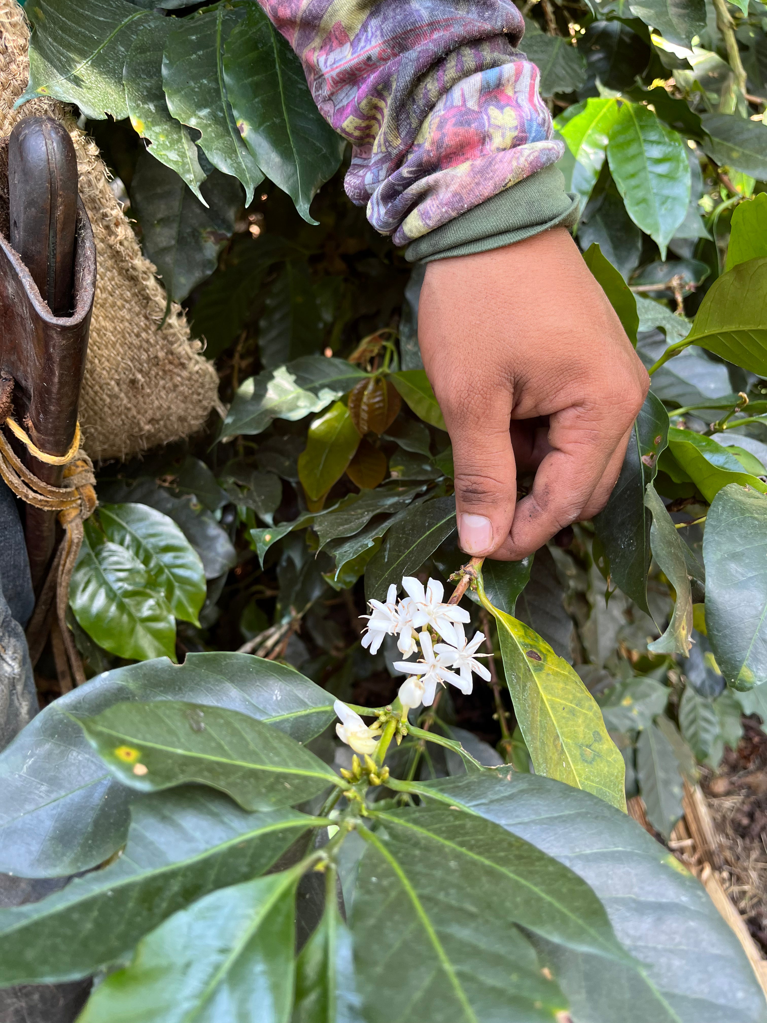 co.hilo Kaffee – Single Farm Kolumbianischer Kaffee